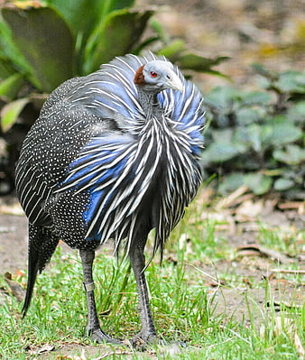 Vulturine Guineafowl Standing on Grass in Natural Habitat