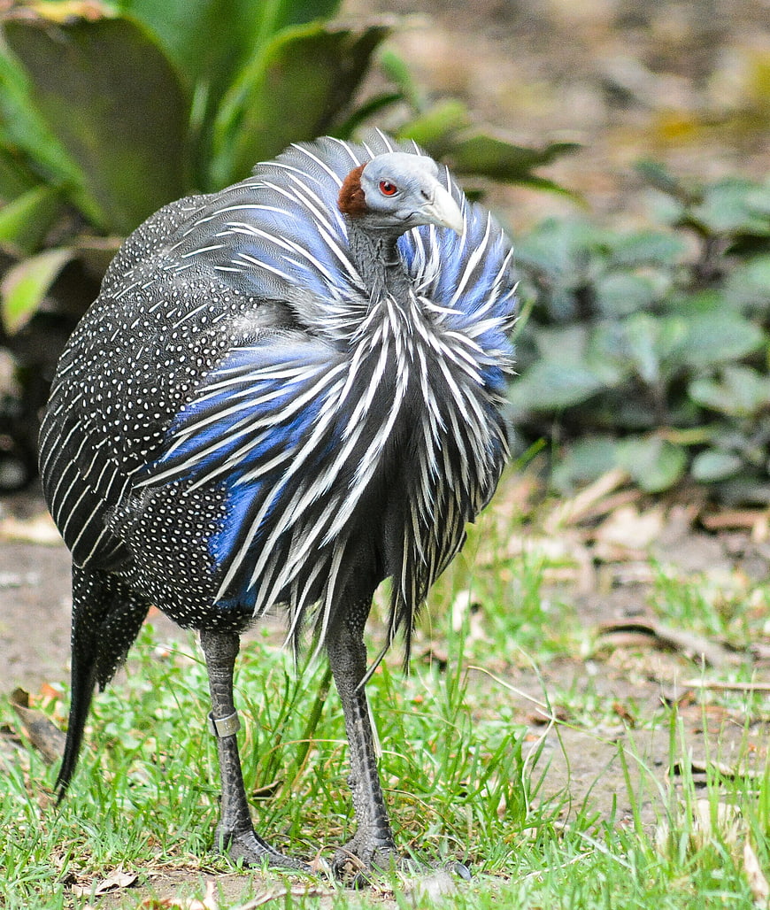 Vulturine Guineafowl Standing on Grass in Natural Habitat