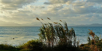 Coastal landscape with tall grasses, sea, and distant mountains under a cloudy sky