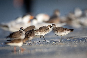 Sandpipers foraging on wet beach with blurred seagulls