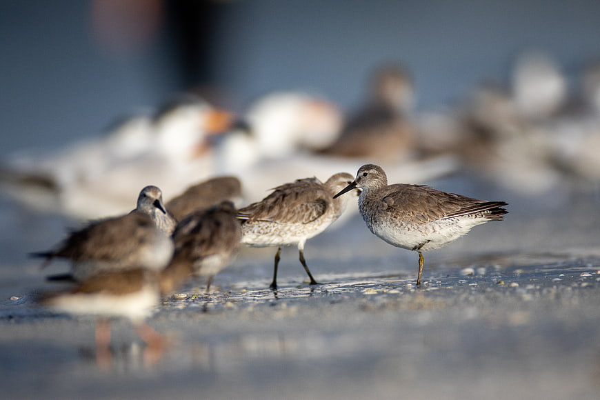 Sandpipers foraging on wet beach with blurred seagulls