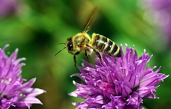 Honey Bee Pollinating Purple Chive Flower Close Up
