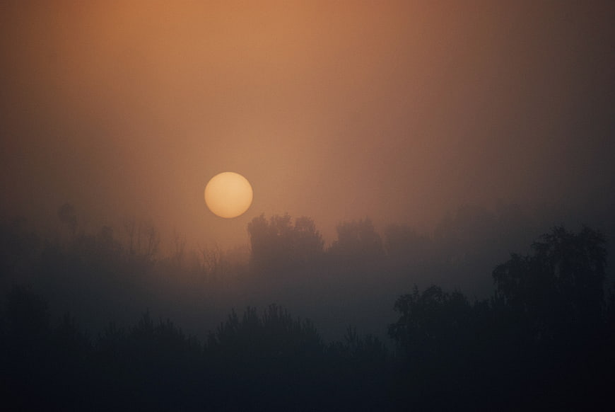 Misty Sunrise Over Silhouetted Forest Trees