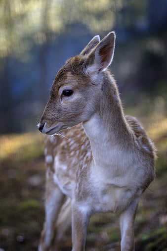 Portrait of a young fawn standing in a forest clearing