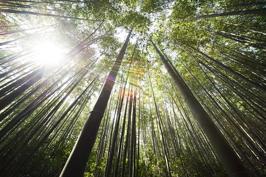 Low Angle View of Tall Bamboo Forest with Sunlight
