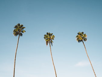 Three tall palm trees against a clear blue sky