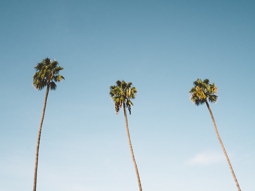 Three tall palm trees against a clear blue sky