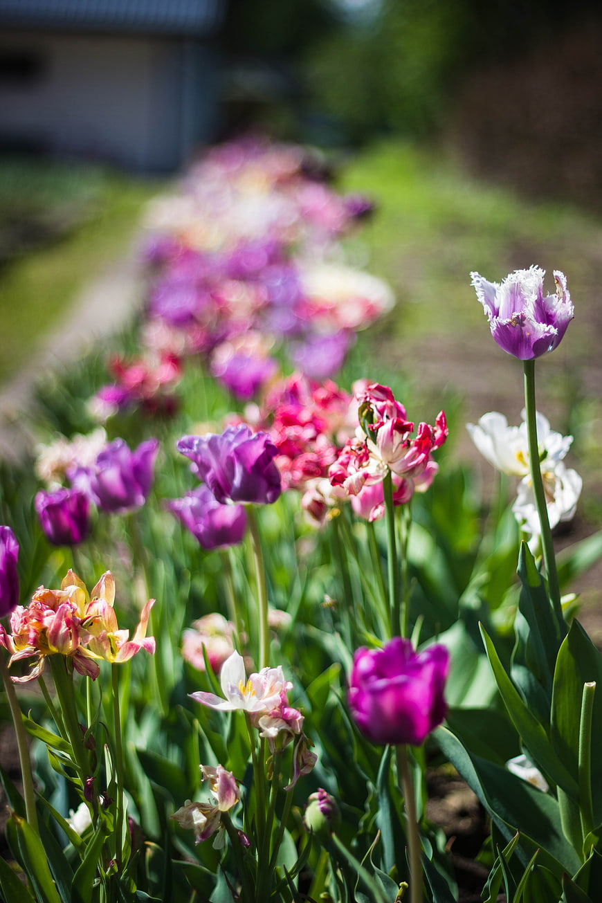 Colorful Tulip Garden Row in Spring Sunlight