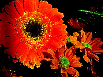 Vibrant Orange Gerbera Daisies on Black Background