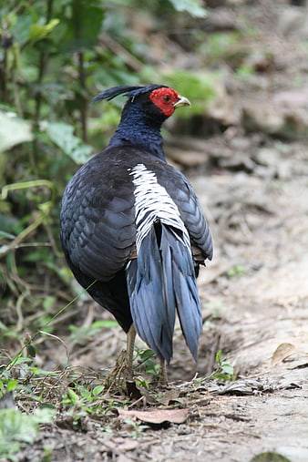 Khalij Pheasant Standing in Forest Undergrowth