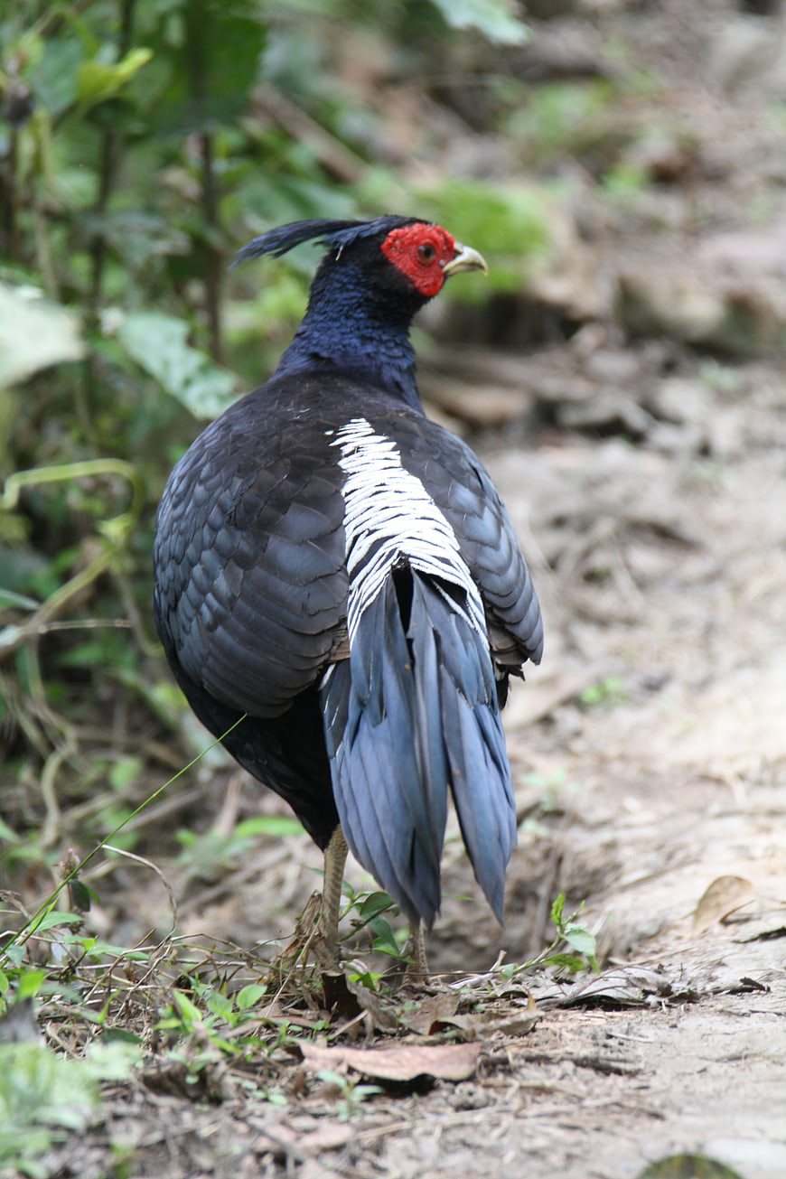 Khalij Pheasant Standing in Forest Undergrowth