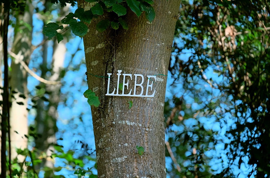 White Liebe Sign on Tree Trunk in Forest