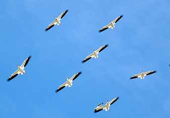 Flock of White Storks Flying in Blue Sky