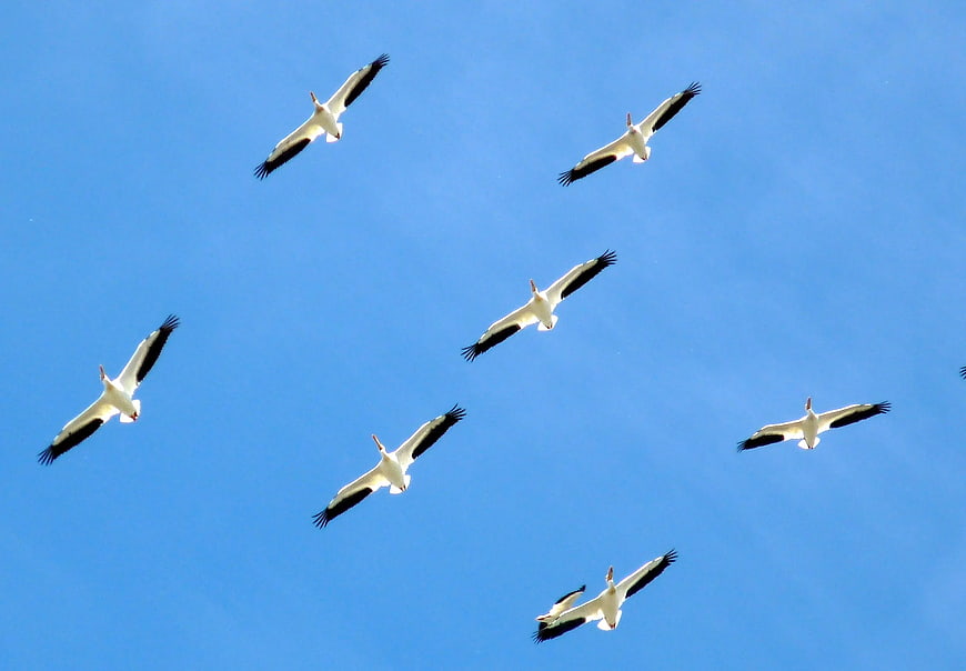 Flock of White Storks Flying in Blue Sky