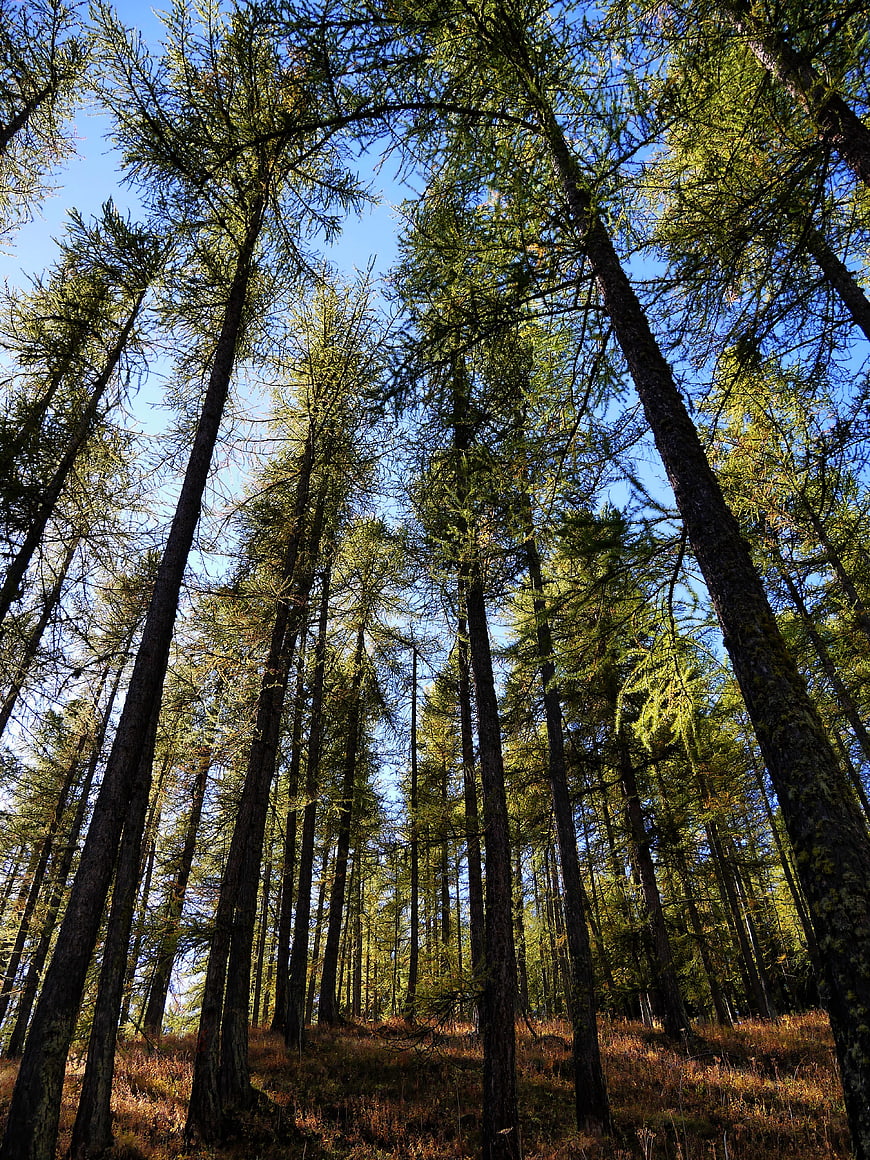 Low angle view of tall pine trees in a sunlit forest