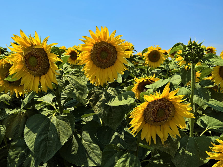 Vibrant Sunflowers Blooming in a Field Under Blue Sky
