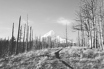 Black and white mountain landscape with forest path