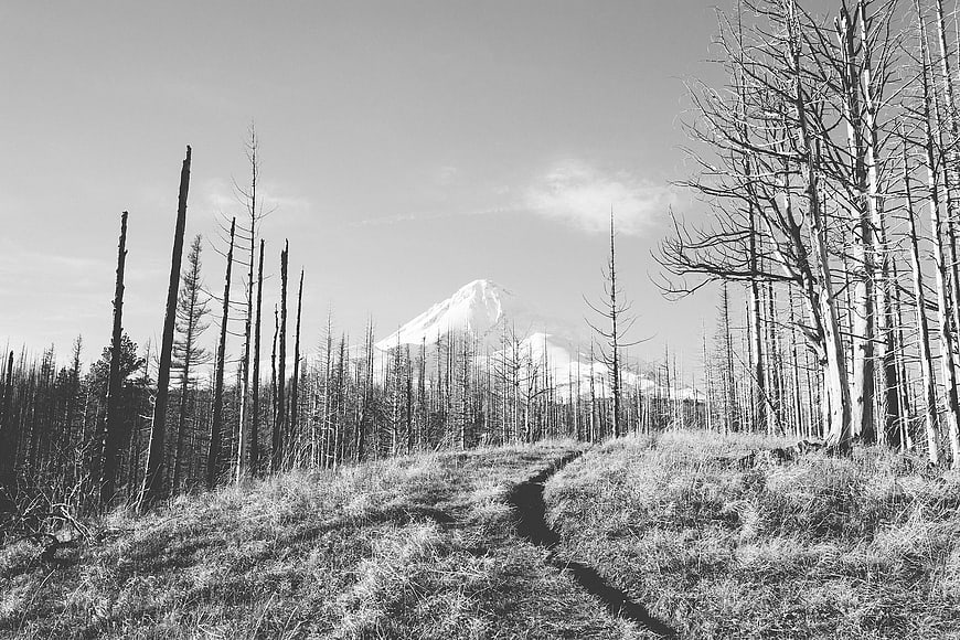Black and white mountain landscape with forest path
