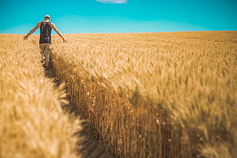 Man Walking Through Golden Wheat Field Path