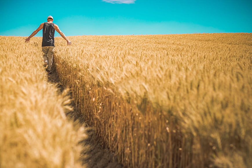 Man Walking Through Golden Wheat Field Path