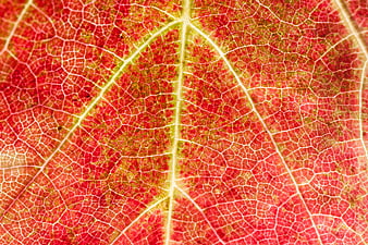 Macro Close-Up Of Red Grape Leaf Veins And Cellular Structure