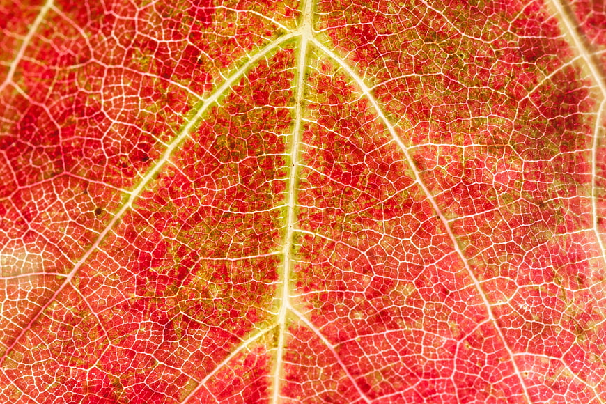 Macro Close-Up Of Red Grape Leaf Veins And Cellular Structure
