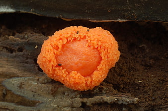 Close-up of vibrant orange Ruddy Buiskussen mushroom on decaying wood