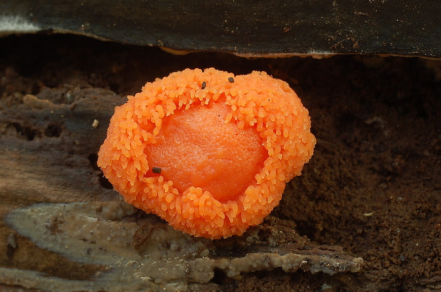 Close-up of vibrant orange Ruddy Buiskussen mushroom on decaying wood