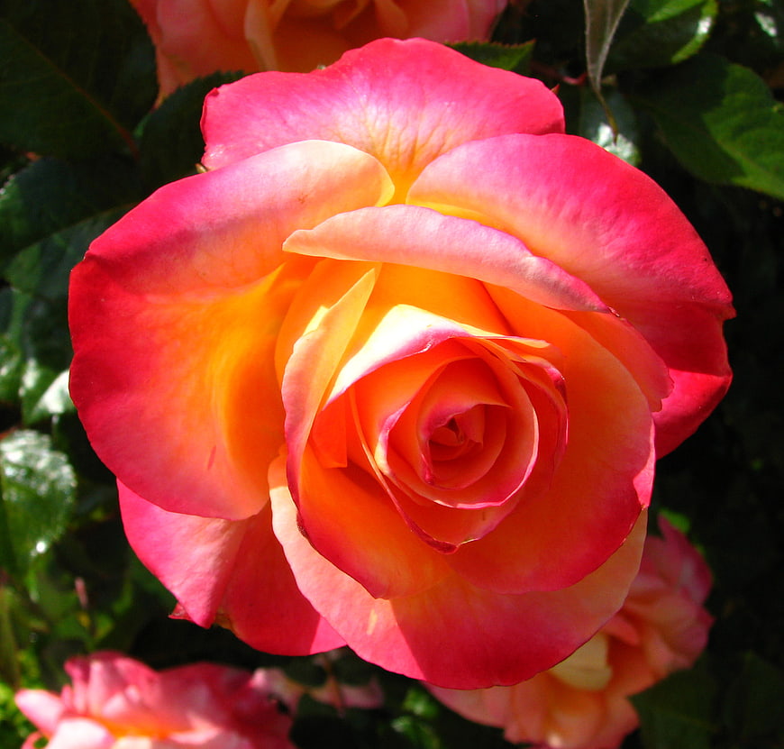 Vibrant Pink and Orange Rose Close-Up in Sunlight