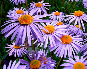 Vibrant Purple Aster Flowers with Orange Centers
