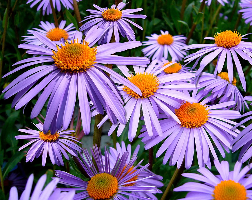 Vibrant Purple Aster Flowers with Orange Centers
