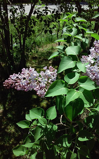 Purple lilac flowers blooming on a bush in spring sunlight