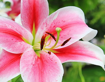 Close-up of Pink and White Lily Flower with Red Stamen