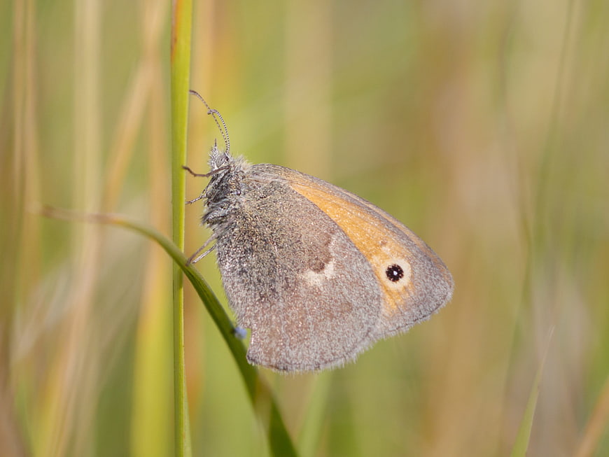 Close-up of a Meadow Brown Butterfly on a Grass Stem