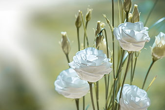 Close-up of white lisianthus flowers with buds