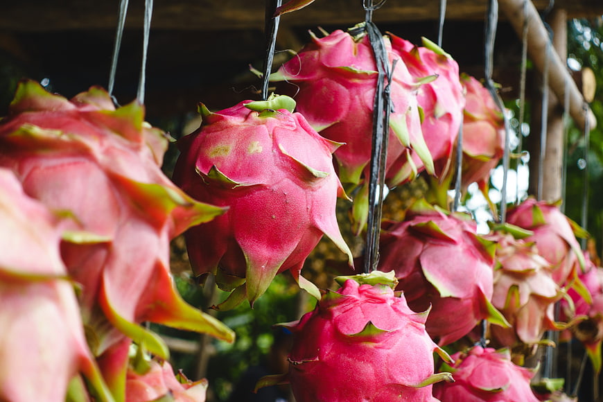 Fresh pink dragon fruit hanging at a tropical market