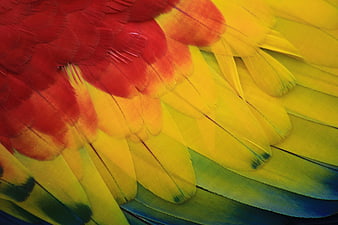 Close-up of vibrant red, yellow, and blue macaw feathers