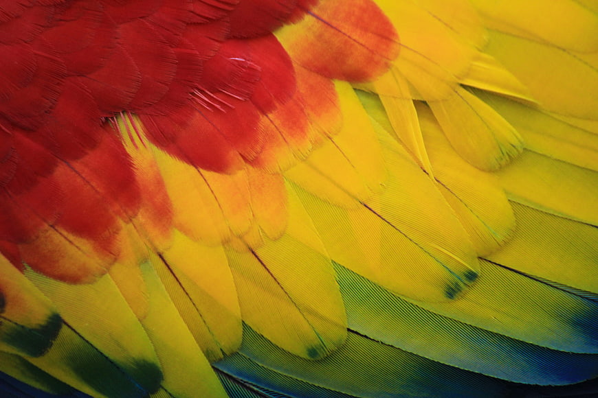 Close-up of vibrant red, yellow, and blue macaw feathers