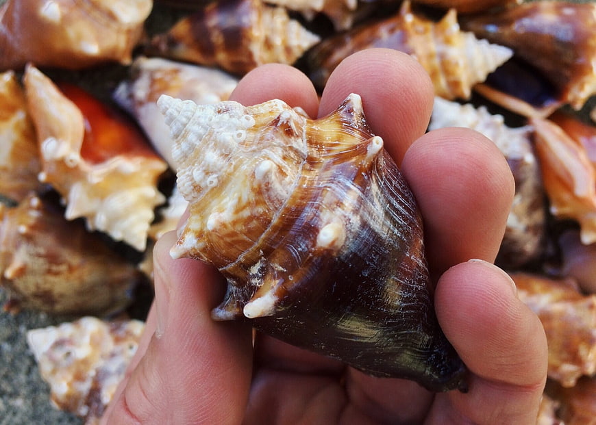 Hand holding detailed brown and white conch shell close-up