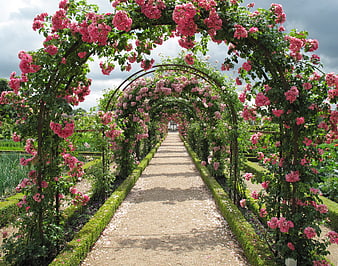 Romantic Rose Tunnel Archway in Lush Garden
