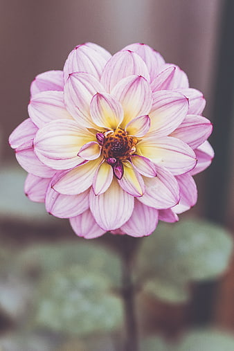 Close-up of a pink and white striped dahlia flower