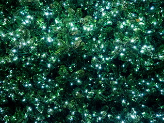 Close-up of green Christmas tree with white fairy lights