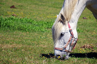White Horse Grazing in Green Meadow