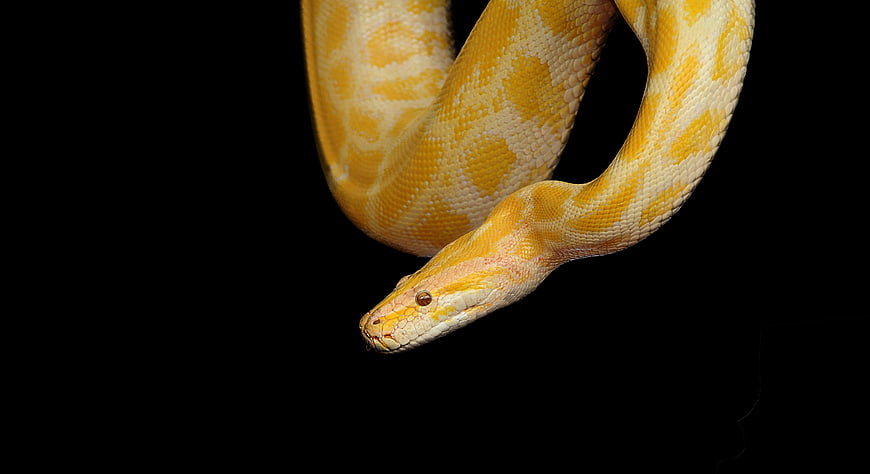 Yellow Albino Python Snake on Black Background