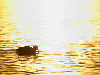 Silhouette of a duck swimming in golden sunset water