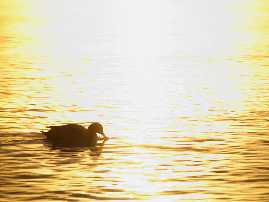 Silhouette of a duck swimming in golden sunset water