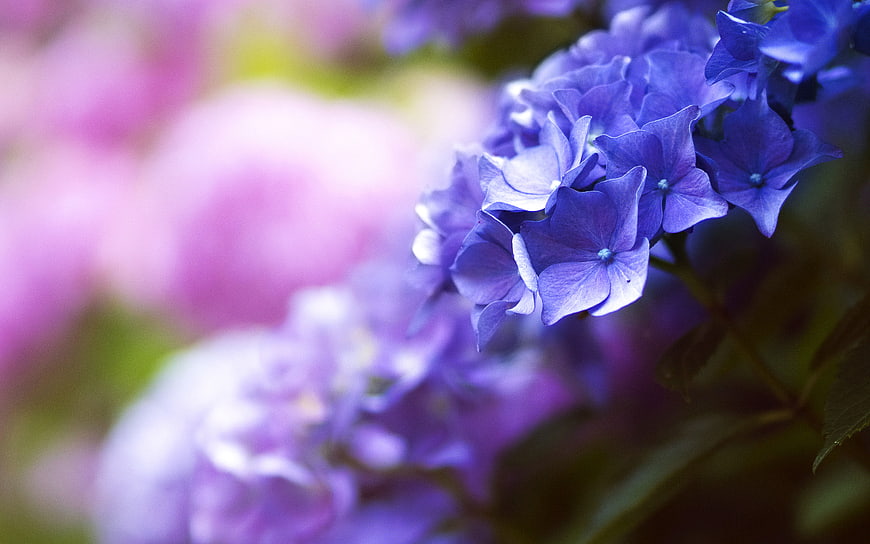 Close-up of vibrant purple hydrangea flowers with soft bokeh background