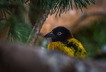Close-up of a Brown-headed Grosbeak in Pine Branches