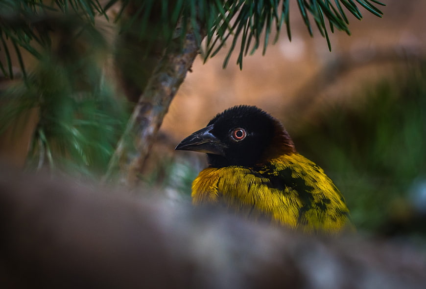 Close-up of a Brown-headed Grosbeak in Pine Branches