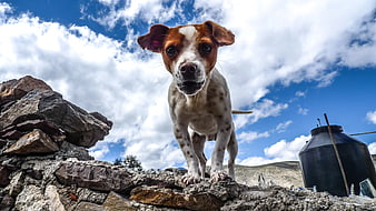 Jack Russell Terrier Puppy on Stone Wall Under Blue Sky